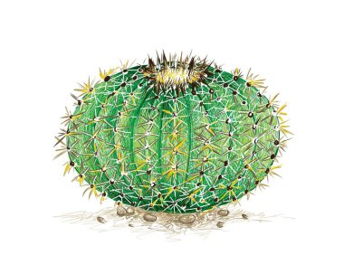 Illustration Hand Drawn Sketch of Echinocactus Grusonii, Golden Barrel Cactus, Golden Ball or Mother In Law's Cushion Cactus Plant. A Succulent Plants with Sharp Thorns for Garden Decoration