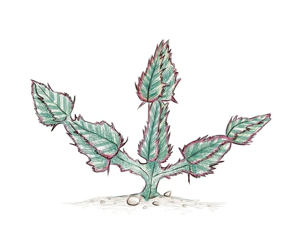 イラストハンドドローキャンデラブラツリーやユーフォルビアCooperiサボテンのスケッチ 庭園の装飾のためのシャープなとげを持つ多肉植物 — ストックベクタ