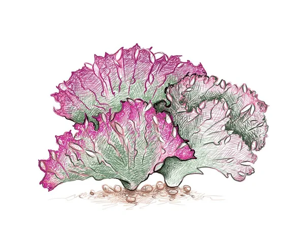 Illustration Hand Drawn Sketch Elkhorn Frilled Fan Crested Euphorbia Cactus — Διανυσματικό Αρχείο