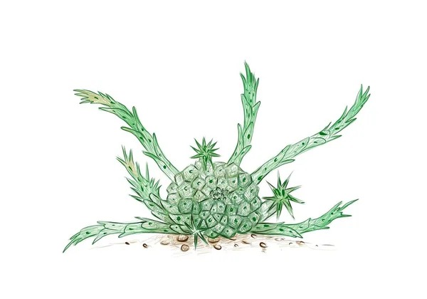 Ilustración Dibujo Mano Euphorbia Flanaganii Cactus Cabeza Transkei Medusa Plantas — Archivo Imágenes Vectoriales