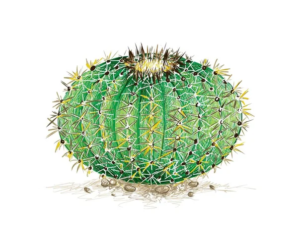 Illustration Hand Drawn Sketch Echinocactus Grusonii Golden Barrel Cactus Golden — Stockový vektor