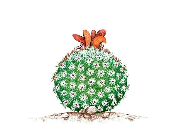 Ilustración Dibujo Mano Epithelantha Micromeris Cactus Con Flor Rosa Plantas — Vector de stock