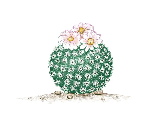 Illustratie Handtekening Van Epithelantha Micromeris Cactus Met Roze Bloem Een — Stockvector