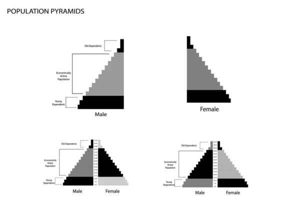 Population Demography Population Pyramids Chart Age Structure Graph Baby Boomers — Stock Vector