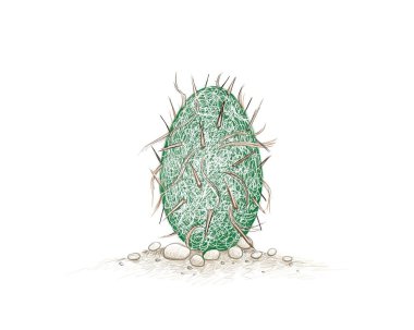 Illustration Hand Drawn Sketch of Oreocereus Trollii or Old Man of The Andes Cactus. A Succulent Plants with Sharp Thorns for Garden Decoration clipart