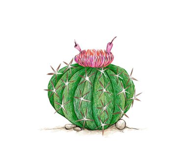 Melocactus 'un çizdiği çizim, kavun kaktüsü ya da kırmızı çiçekli Türk Kaktüsü. Bahçe dekorasyonu için keskin dikenli sulu bitkiler.
