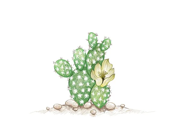 Ilustración Boceto Dibujado Mano Opuntia Microdasys Pera Espinosa Oreja Conejo — Archivo Imágenes Vectoriales