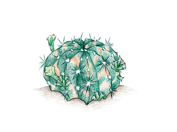 イラスト手描きジムノカリウムのスケッチMihanovichii Ruby Ball Red Cap Red Hibotan Cacti Moon Cactis — ストックベクタ