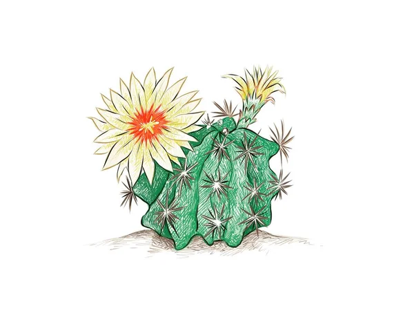 Ручной Эскиз Hamatocactus Hedgehog Twisted Rib Fishhook Cactus Yellow Flower — стоковый вектор