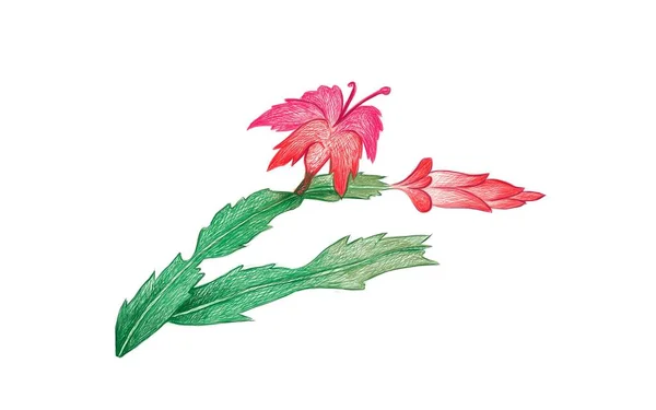 Illustration Croquis Dessiné Main Schlumbergera Cactus Noël Cactus Crabe Une — Image vectorielle