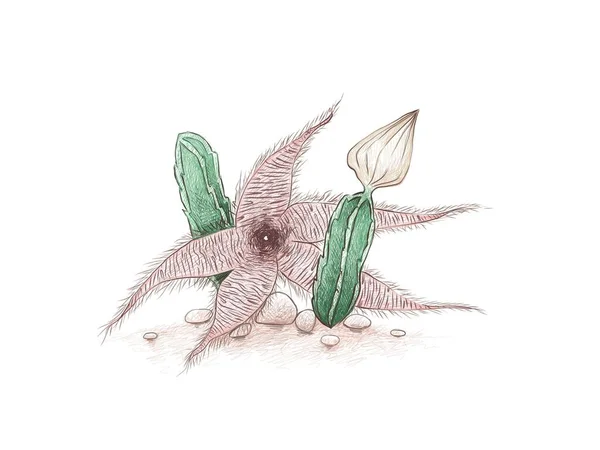 Illustration Croquis Dessiné Main Stapelia Gigantea Cactus Géant Zoulou Plante — Image vectorielle