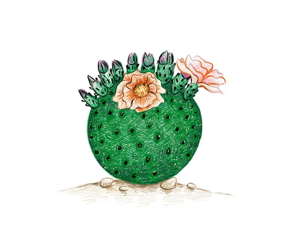 Ilustración Dibujo Mano Opuntia Cactus Gasa Naranja Plantas Suculentas Con — Vector de stock