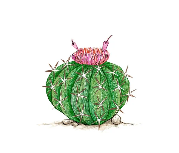 Drawn Sketch Melocactus Melon Cactus Turks Caactus Red Flower 정원에서 — 스톡 벡터