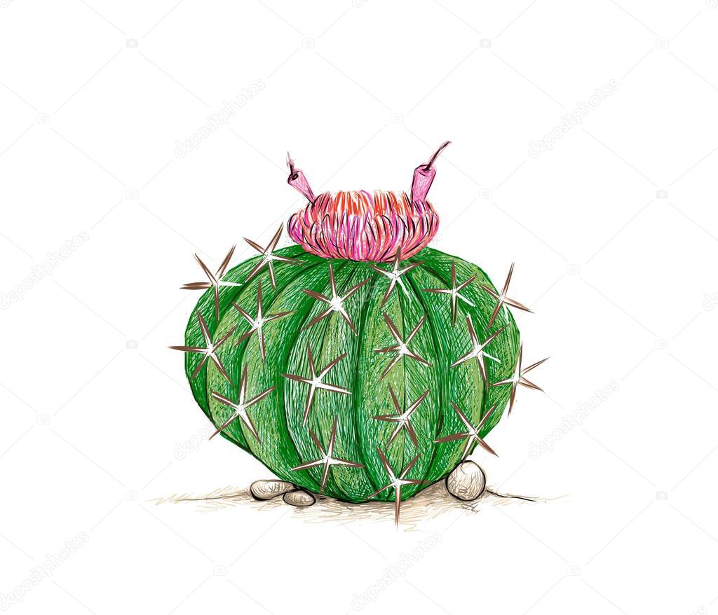 Illustration Hand Drawn Sketch of Melocactus, Melon Cactus or Turk's Cap Cactus with Red Flower. A Succulent Plants with Sharp Thorns for Garden Decoration