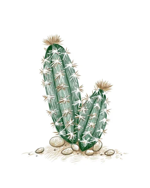 Ilustración Boceto Dibujado Mano Pilosocereus Árbol Cactus Plantas Suculentas Con — Archivo Imágenes Vectoriales