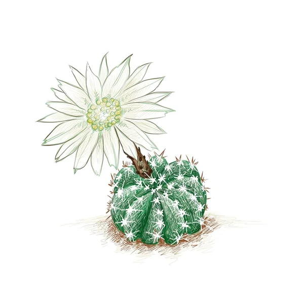 Ilustración Dibujado Mano Boceto Echinopsis Subdenudata Domino Cactus Erizo Floración — Vector de stock