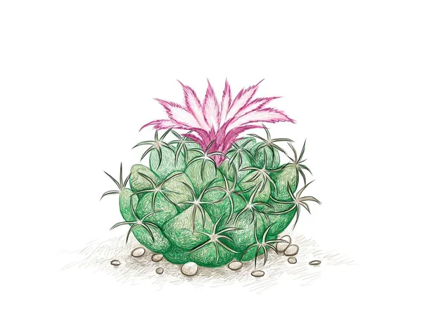 Ilustracja Ręcznie Narysowany Szkic Kaktusa Cumulopuntia Różowym Kwiatem Sukulentne Rośliny — Wektor stockowy