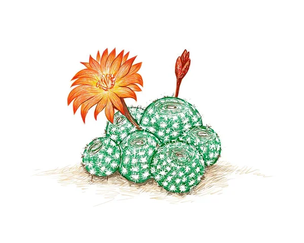 Illustration Croquis Dessiné Main Cactus Rébutia Avec Fleur Orange Une — Image vectorielle