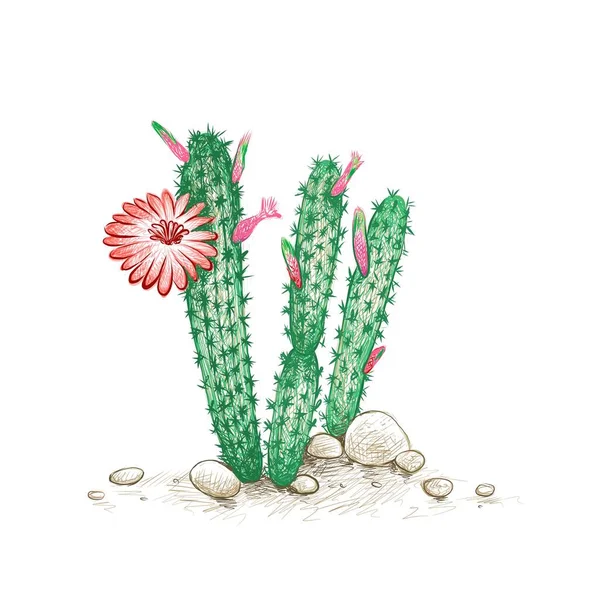 Illustratie Handtekening Van Cleistocactus Met Rode Bloem Voor Tuindecoratie — Stockvector