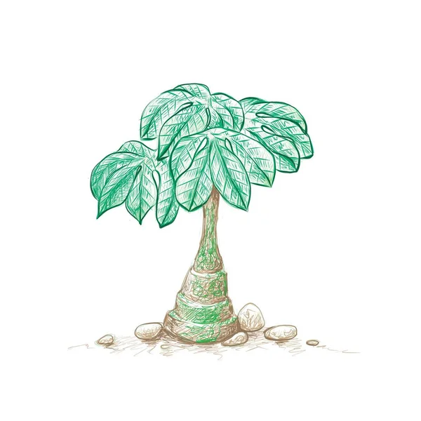 图解手绘的Adenia Glauca或大象脚的素描 园林装饰用植物 — 图库矢量图片