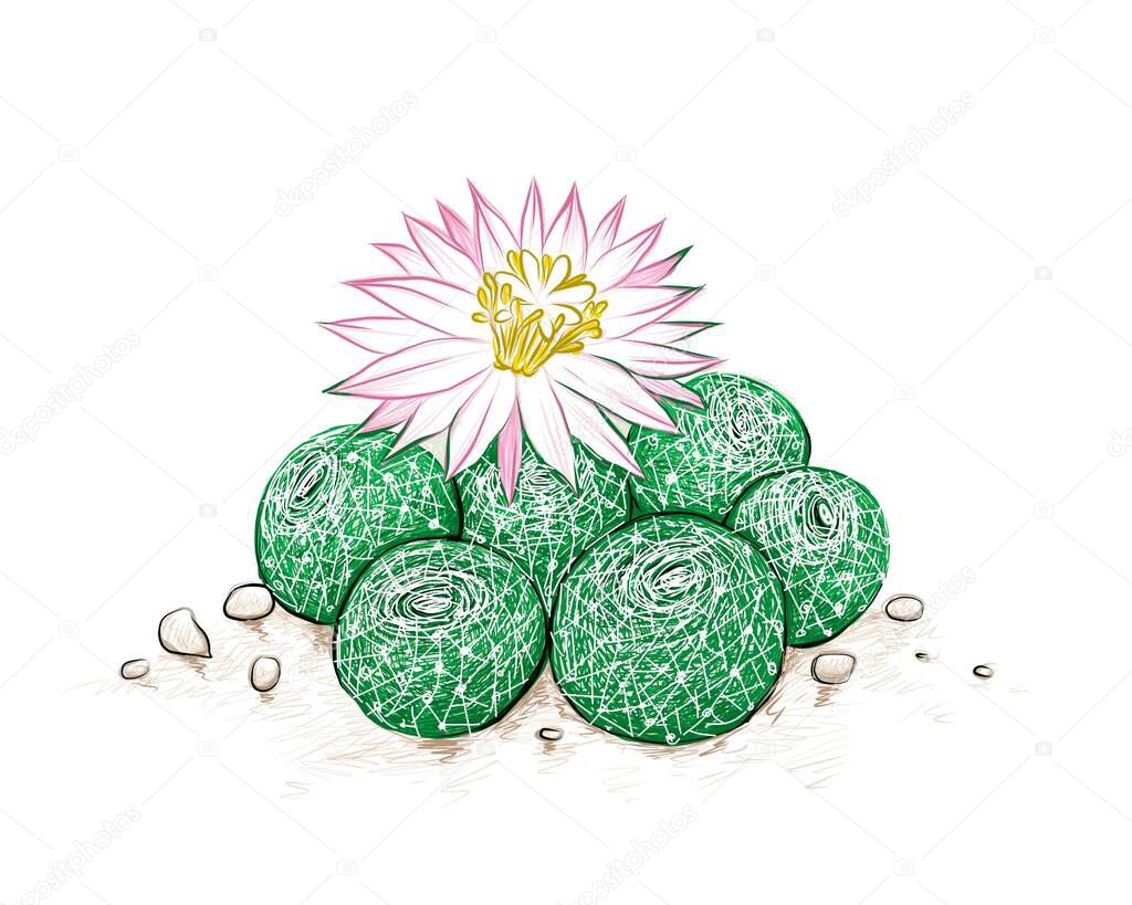 Illustration Hand Drawn Sketch of Rebutia Cactus with Pink Flower. A Succulent Plants with Sharp Thorns for Garden Decoration