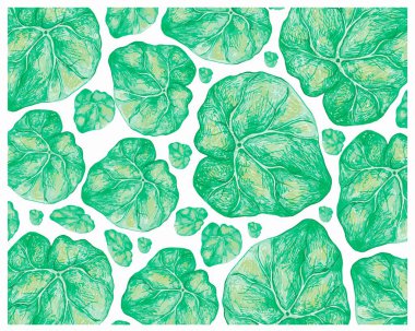 Güzelim Yeşil Begonya 'nın Görüntü Arkaplanı Beyaz Arkaplanda İzole Edildi