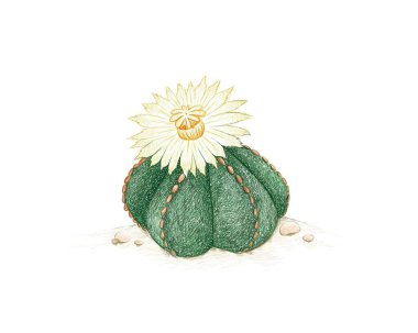 El çizimi Astrophytum Myriostigma, Piskopos Şapkası veya Piskopos Miter Succulents Bitkisi. Bahçe Dekorasyonu İçin Sulu Bitkiler