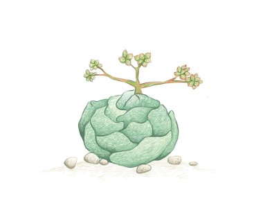 Crassula Alstonii Succulents Plant 'ın çizimi. Bahçe Dekorasyonu İçin Sulu Bitkiler