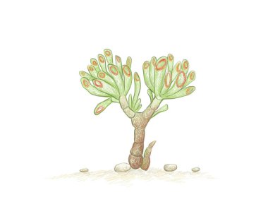 Crassula Ovata 'nın, Gollum Jade' in ya da Para Fabrikası 'nın çizimi. Bahçe Dekorasyonu İçin Sulu Bitkiler