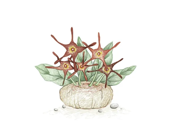 Ilustración Bosquejo Dibujado Mano Planta Brachystelma Barbarea Plantas Suculentas Para — Archivo Imágenes Vectoriales