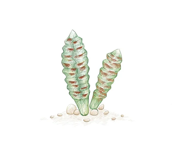 Ilustración Dibujo Mano Bulbine Bruynsii Suculents Plant Plantas Suculentas Para — Vector de stock