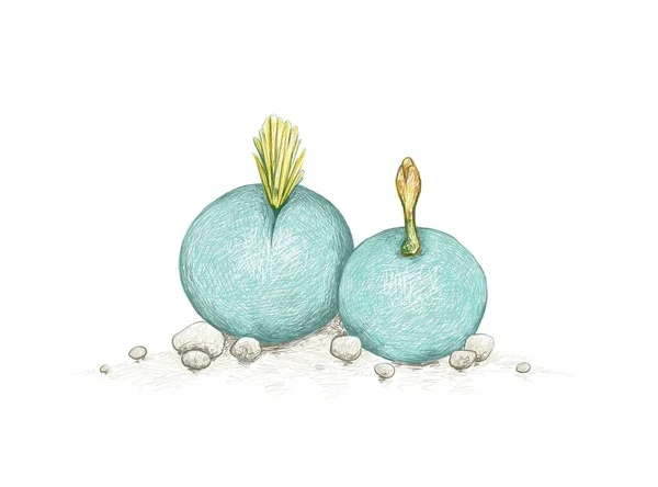 Illustratie Handgetekende Tekening Van Conophytum Calculus Marmeren Knopen Met Gele — Stockvector