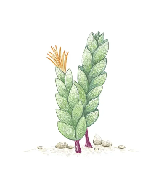 Ilustración Dibujo Mano Corpuscularia Lehmannii Planta Hielo Con Flores Amarillas — Archivo Imágenes Vectoriales