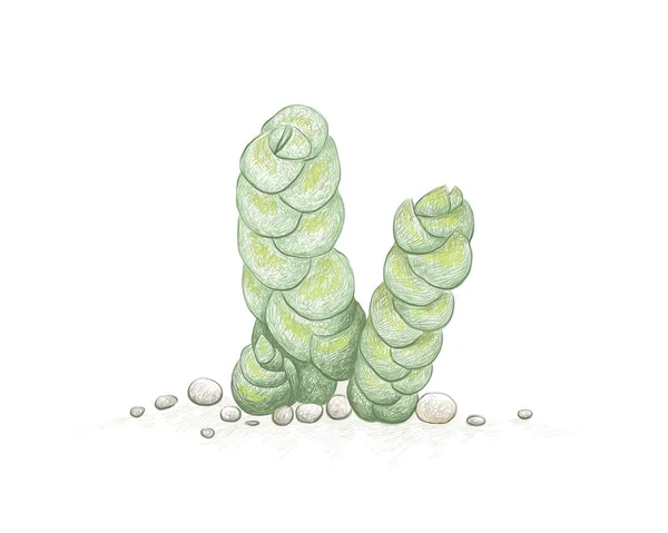 Illustrazione Schizzo Disegnato Mano Della Pianta Succulenta Crassula Plegmatoides Una — Vettoriale Stock