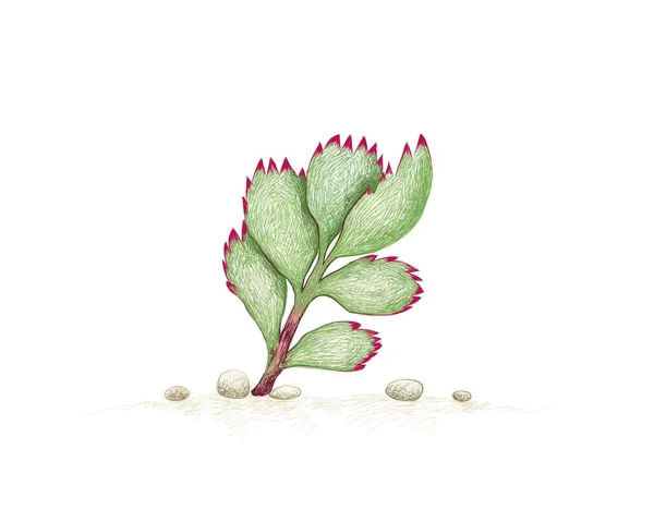 Illustration Croquis Dessiné Main Cotyledon Tomentosa Patte Ours Une Plante — Image vectorielle