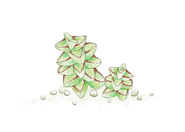 Illustration Hand Drawn Sketch Crassula Tom Thumb Succulents Plant Succulent — Stock Vector