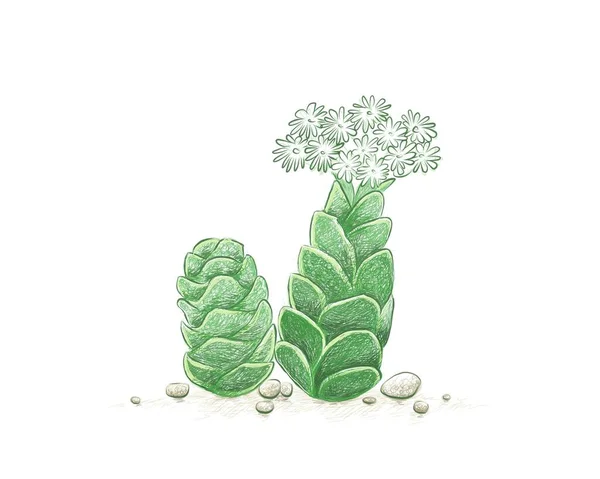 Иллюстрация Ручной Рисунок Эскиза Crassula Barklyi Rattlesnake Tail Succulents Plant — стоковый вектор