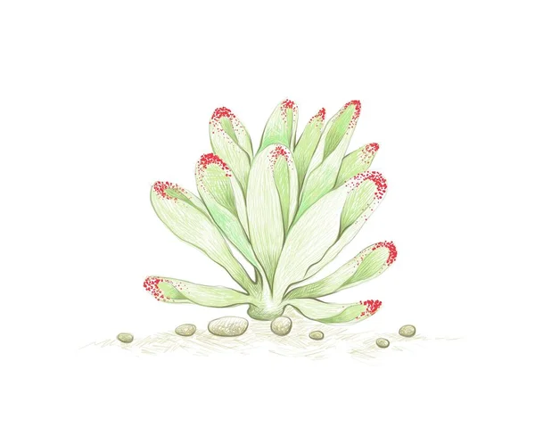 Illustrazione Schizzo Disegnato Mano Crassula Ovata Pianta Giada Albero Dei — Vettoriale Stock