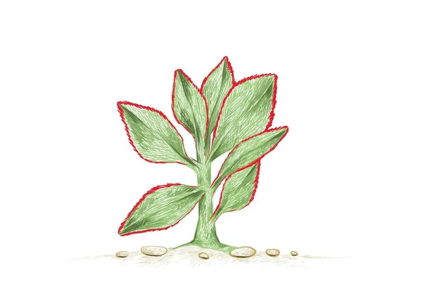 图解手绘的克拉苏拉 阿伯罗斯特的素描 能使人联想到无花果或紫玉 园林装饰用植物 — 图库矢量图片