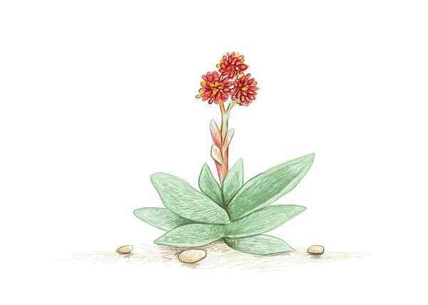 Ilustracja Ręcznie Rysowany Szkic Crassula Falcata Lub Roślin Śmigła Czerwonymi — Wektor stockowy