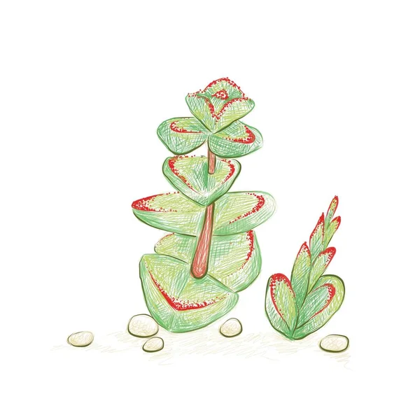 Illustration Hand Drawn Sketch Crassula Marnieriana Jade Necklace Chinese Pagoda — 스톡 벡터