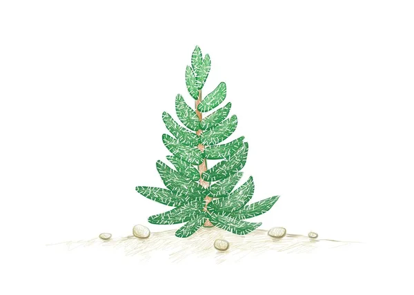 Ilustrace Ručně Kreslený Náčrt Crassula Mesembryanthemoides Nebo Tenelli Plant Succulent — Stockový vektor