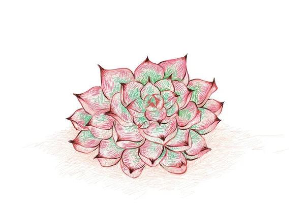Illusztráció Kézzel Rajzolt Vázlat Echeveria Colorata Succulent Növények Kerti Dekoráció — Stock Vector