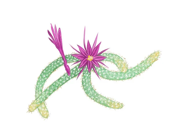 Illustratie Handgetekende Tekening Van Disocactus Flagelliformis Rat Tail Cactus Een — Stockvector