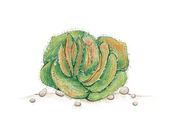 イラストハンド ドロー スケッチ クラスラ トメトーサまたはウーリー クラスラ 庭の装飾のための多肉植物 — ストックベクタ