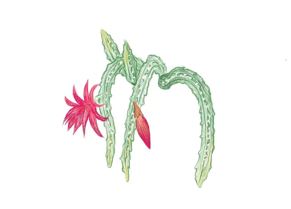 Ilustração Desenho Desenhado Mão Disocactus Mallisonii Rat Tail Cactus Umas — Vetor de Stock