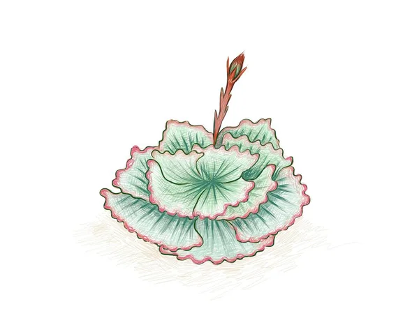 Εικονογράφηση Χέρι Σχεδιασμένο Σκίτσο Της Echeveria Afterglow Ένα Επιτυχημένο Φυτό — Διανυσματικό Αρχείο