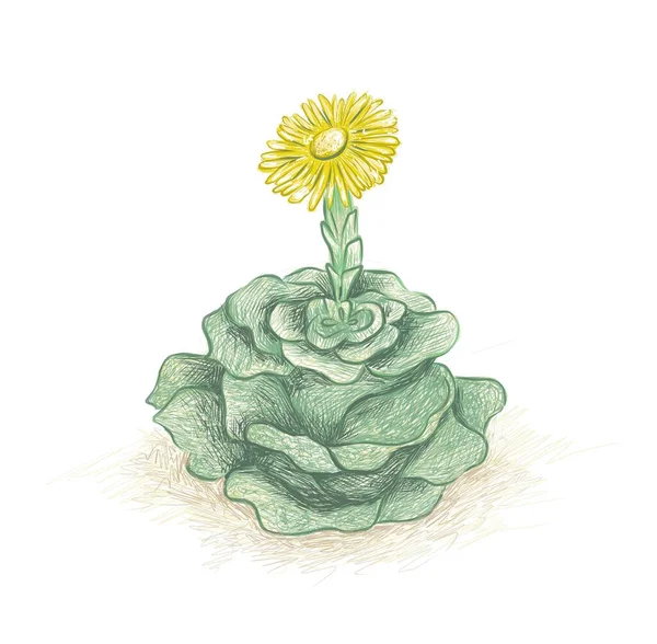 Ilustracja Ręcznie Narysowany Szkic Greenovii Dodrentalis Succulent Rośliny Dekoracji Ogrodu — Wektor stockowy