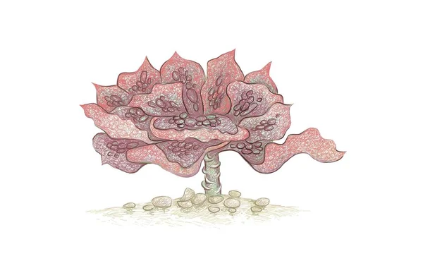 Ilustração Desenho Mão Echeveria Etna Umas Plantas Suculentas Para Decoração — Vetor de Stock