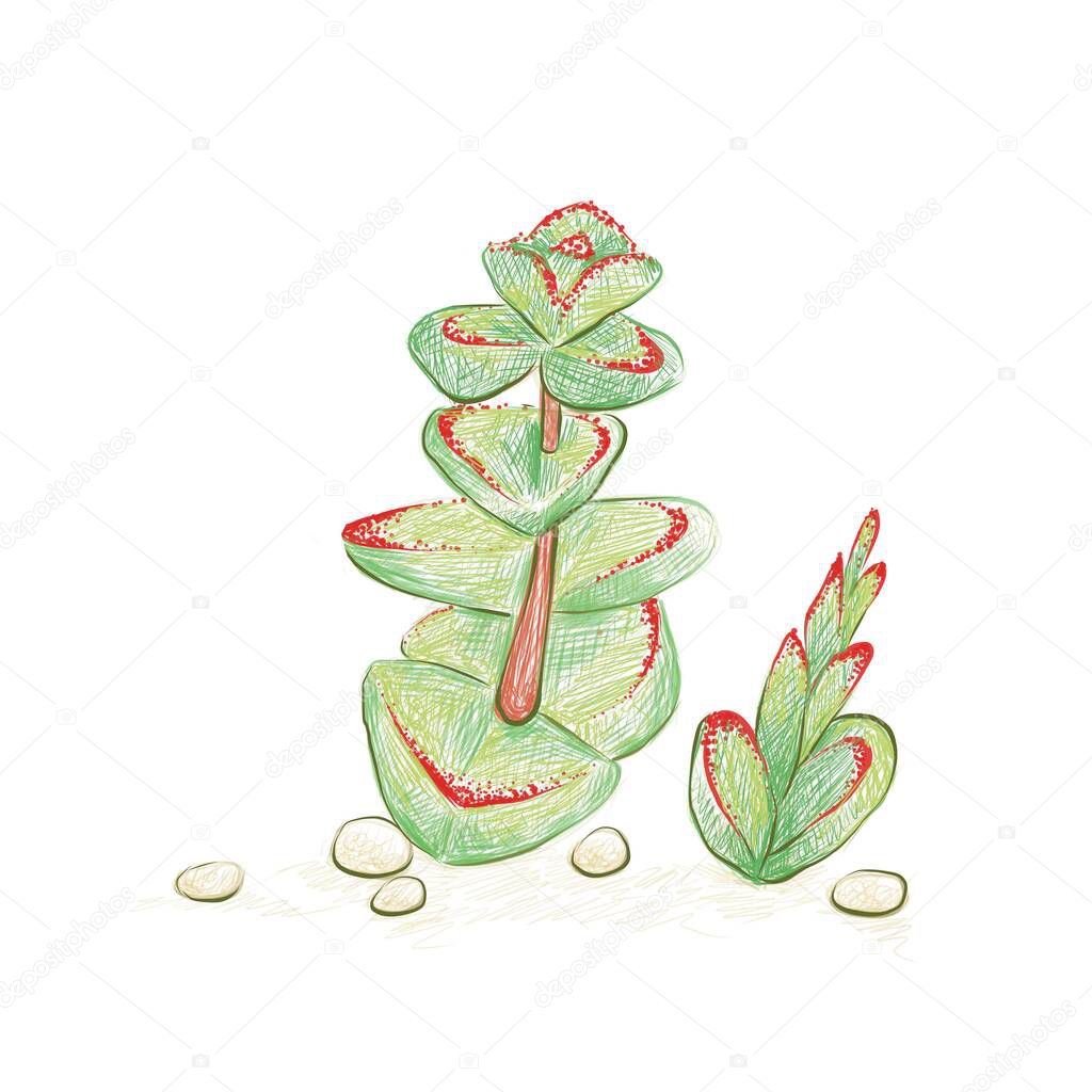 Illustration Hand Drawn Sketch of Crassula Marnieriana, Jade Necklace, Chinese Pagoda or Worm Plant. A Succulent Plants for Garden Decoration